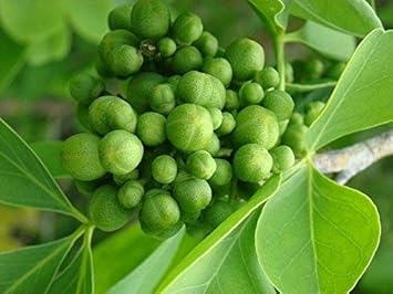 Flower Seeds, Seeds,Seeds For Planting,Plant Seeds