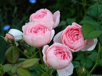 Flower Seeds, Seeds,Seeds For Planting,Plant Seeds