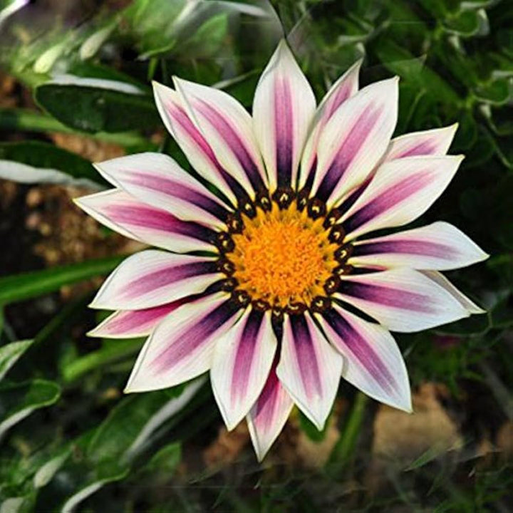 Violet Daisy Flower Seeds for Planting – Sun Loving, Heirloom, Non-GMO, High Germination Organic Garden Seeds