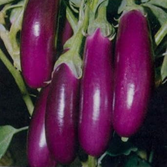 Fruit Seeds,Garden seeds, Seeds For Planting,Plant Seeds