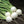 Vegetable Seeds,Garden seeds, Seeds For Planting,Plant Seeds