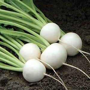 Vegetable Seeds,Garden seeds, Seeds For Planting,Plant Seeds