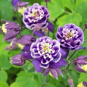 Flower Seeds, Seeds,Seeds For Planting,Plant Seeds