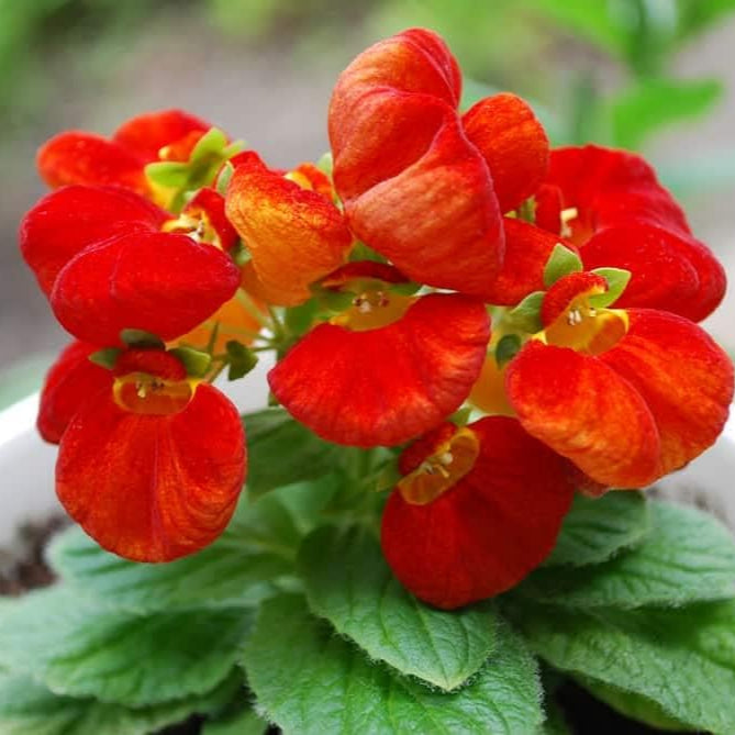 Flower Seeds, Seeds,Seeds For Planting,Plant Seeds