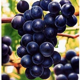 Fruit Seeds,Garden seeds, Seeds For Planting,Plant Seeds