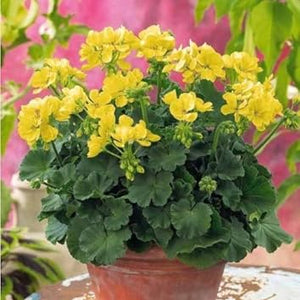 Flower Seeds, Seeds,Seeds For Planting,Plant Seeds