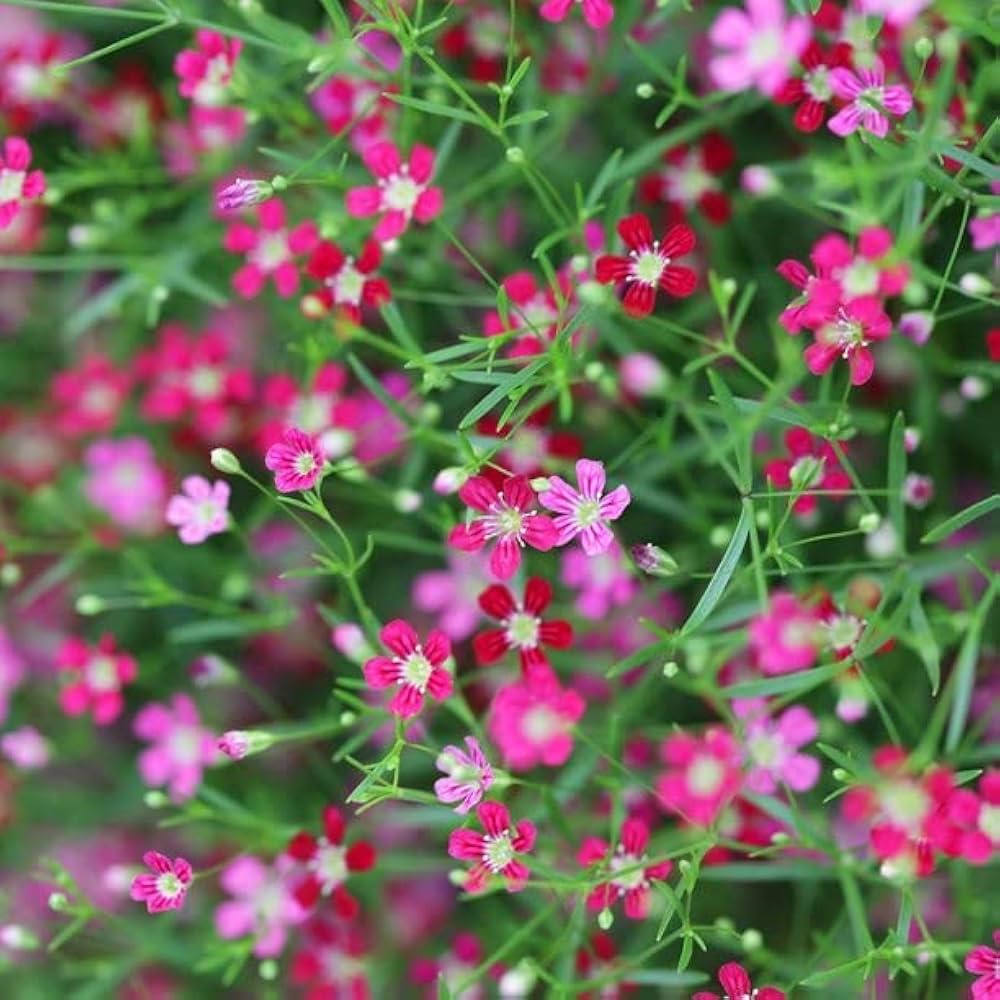 Light Pink Gypsophila Flower Seeds – Heirloom, Non-GMO, High Germination Organic Garden Seeds