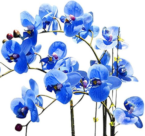 Flower Seeds, Seeds,Seeds For Planting,Plant Seeds