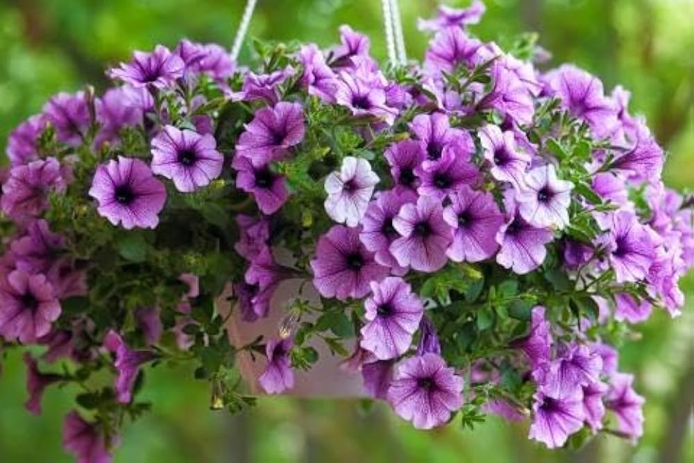 Lavender Hanging Petunia Flower Seeds for Planting – Heirloom, Non-GMO, High Germination Organic Garden Seeds