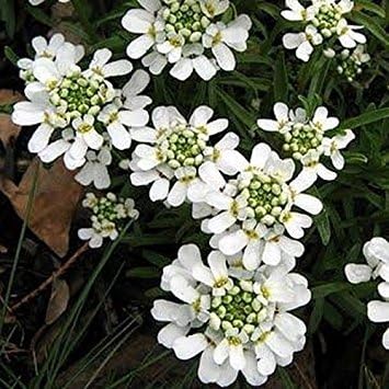 Flower Seeds, Seeds,Seeds For Planting,Plant Seeds