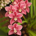 Heirloom Orange Butterfly Orchid Flower Seeds for Planting – Non-GMO, High Germination Exotic Garden Seeds