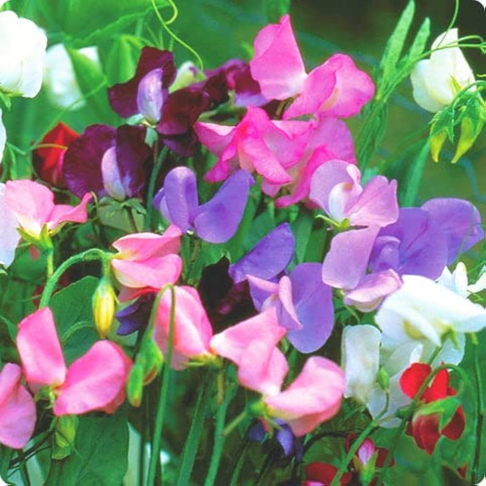 Sweet Pea Flower Seeds for Planting – Heirloom, Non-GMO, High Germination Garden Seeds