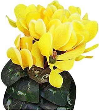 Flower Seeds, Seeds,Seeds For Planting,Plant Seeds