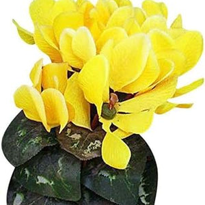 Flower Seeds, Seeds,Seeds For Planting,Plant Seeds