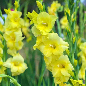 Flower Seeds, Seeds,Seeds For Planting,Plant Seeds