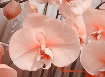 Flower Seeds, Seeds,Seeds For Planting,Plant Seeds