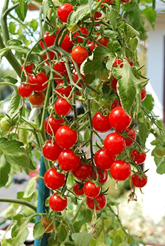 Red Grushovka Tomato Seeds for Planting – Heirloom & Non-GMO Seeds, Early-Yielding Variety with Rich Flavor