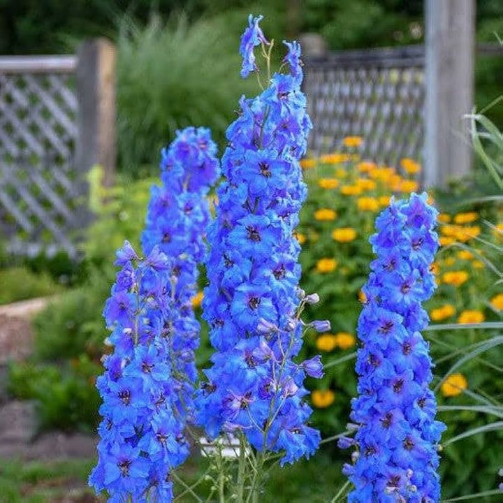 Larkspur Flower Seeds for Planting – Heirloom Non-GMO, High Germination Organic Garden Seeds