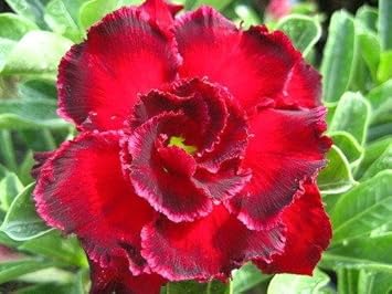 Flower Seeds, Seeds,Seeds For Planting,Plant Seeds