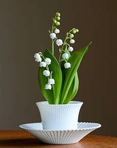 White Bell Orchid Flower Seeds – Shade Tolerant, Heirloom & Non-GMO Seeds for Home Garden
