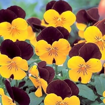 Flower Seeds, Seeds,Seeds For Planting,Plant Seeds