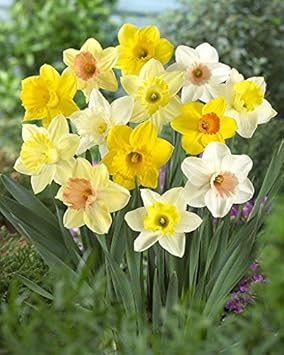 Flower Seeds, Seeds,Seeds For Planting,Plant Seeds