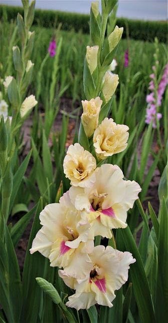 Cream Pink Gladiolus Flower Seeds for Planting – Heirloom, Non-GMO, Fragrant High Germination Seeds