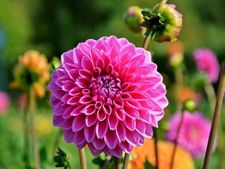 Pink Dahlia Perennial Flower Seeds for Planting – Heirloom Non-GMO High Germination Organic Garden Seeds