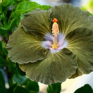 Flower Seeds, Seeds,Seeds For Planting,Plant Seeds