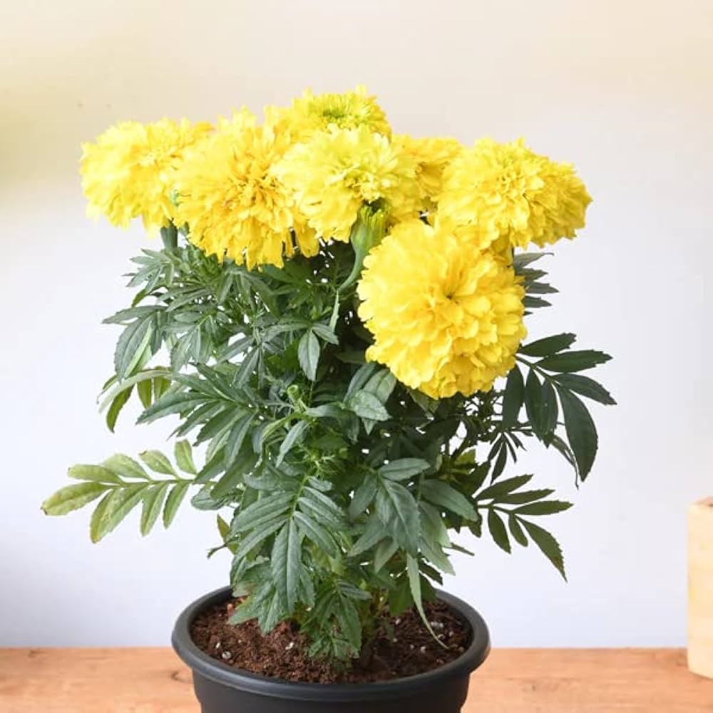 Yellow Flower Pot Flower Seeds for Planting – Heirloom Non-GMO, High Germination Organic Garden Seeds
