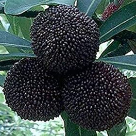 Fruit Seeds,Garden seeds, Seeds For Planting,Plant Seeds