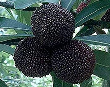 asian seeds for planting Black Myrica Rubra Fruit Seeds – Heirloom, Non-GMO Seeds for Exotic As – Earthechoseeds