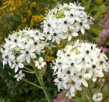 Star Bethlehem Flower Seeds for Planting – Heirloom, Non-GMO, High Germination Garden Seeds