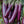 Aubergine Vegetable Seeds for Planting – Heirloom & Non-GMO Garden Seeds for Classic Eggplant Dishes