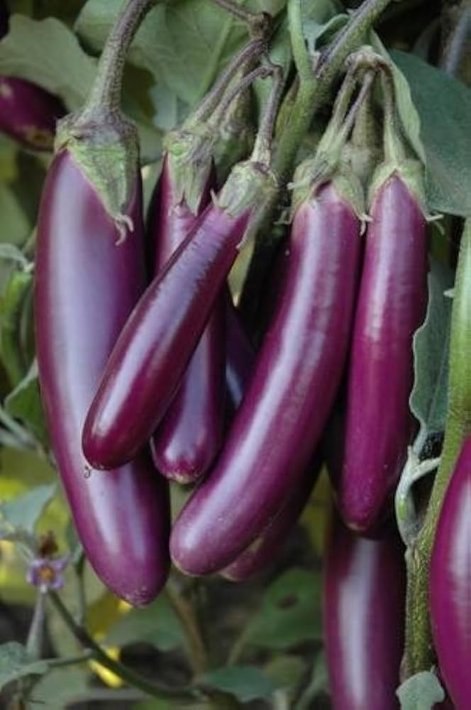 Aubergine Vegetable Seeds for Planting – Heirloom & Non-GMO Garden Seeds for Classic Eggplant Dishes
