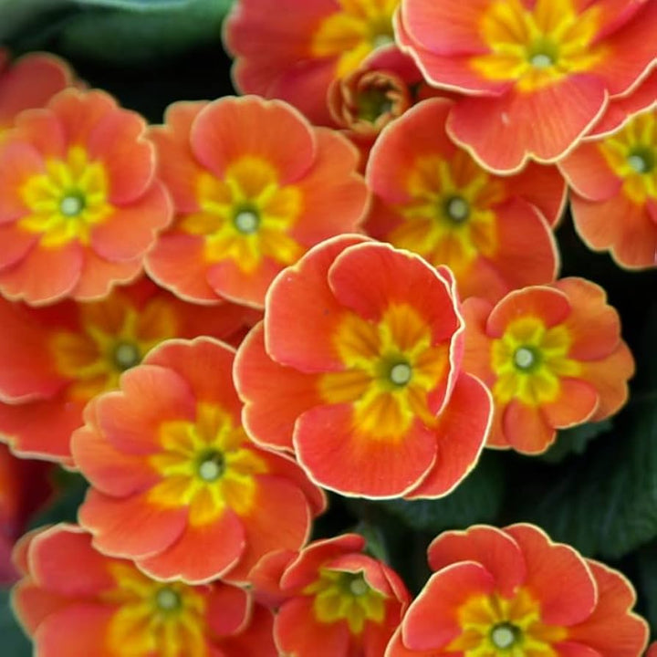 Flower Seeds, Seeds,Seeds For Planting,Plant Seeds