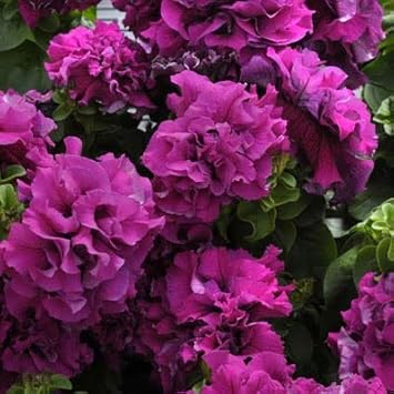 Flower Seeds, Seeds,Seeds For Planting,Plant Seeds