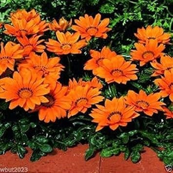 Flower Seeds, Seeds,Seeds For Planting,Plant Seeds