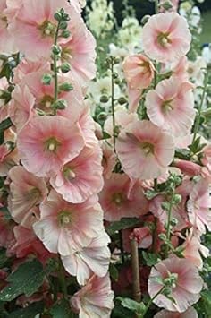 Flower Seeds, Seeds,Seeds For Planting,Plant Seeds