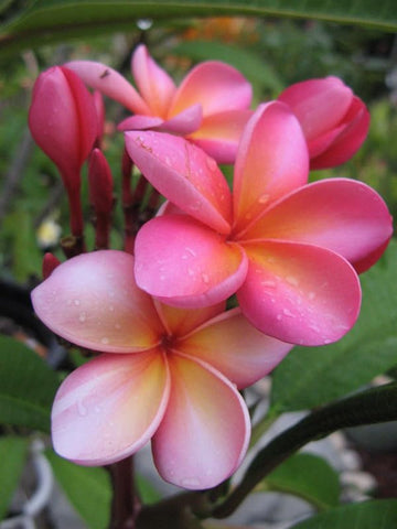 Flower Seeds, Seeds,Seeds For Planting,Plant Seeds