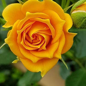 Flower Seeds, Seeds,Seeds For Planting,Plant Seeds