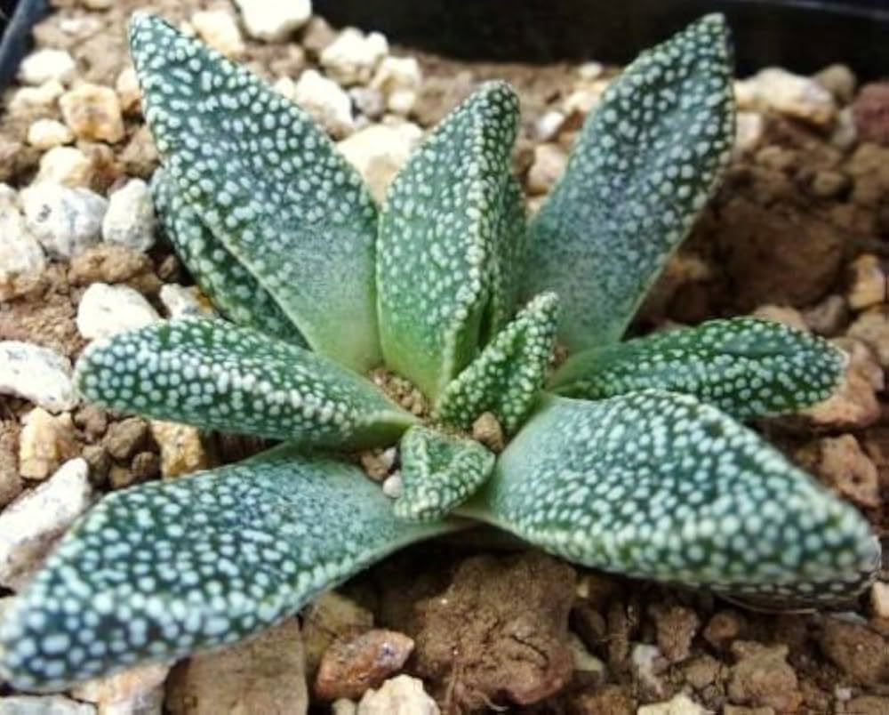 Flower Seeds, Seeds,Seeds For Planting,Plant Seeds