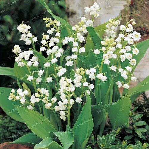 White Bell Orchid Flower Seeds for Planting – Heirloom, Non-GMO, Premium Quality, High Germination