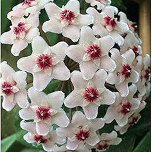 Flower Seeds, Seeds,Seeds For Planting,Plant Seeds