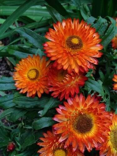 Orange Double Strawflower Seeds for Planting – Heirloom, Non-GMO, High Germination Organic Garden Seeds