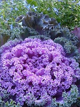 Violet Sky Blue Brassica Oleracea Flower Seeds for Planting – Heirloom, Non-GMO, High Germination Organic Seeds