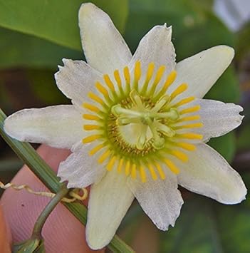 Flower Seeds, Seeds,Seeds For Planting,Plant Seeds