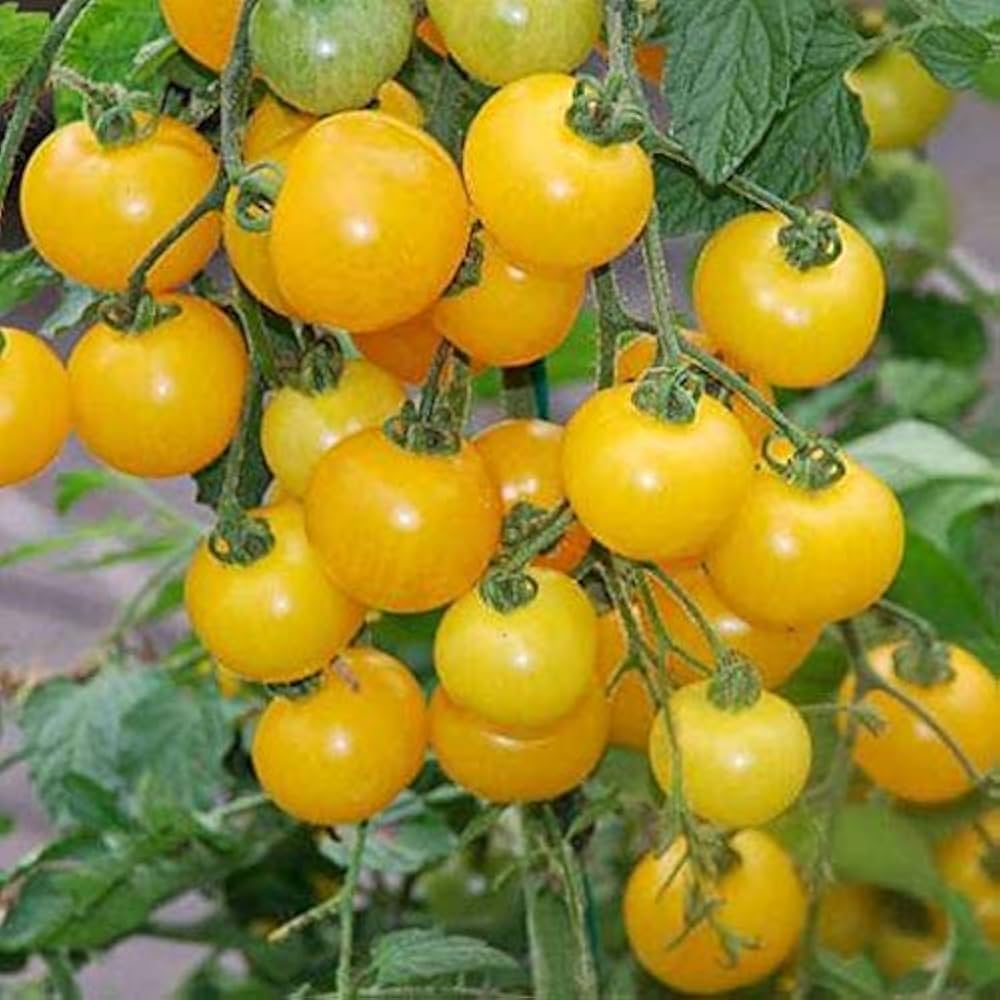 Light Yellow Tomato Vegetable Seeds for Planting – Heirloom & Non-GMO Garden Seeds for Mild Low-Acid Tomatoes