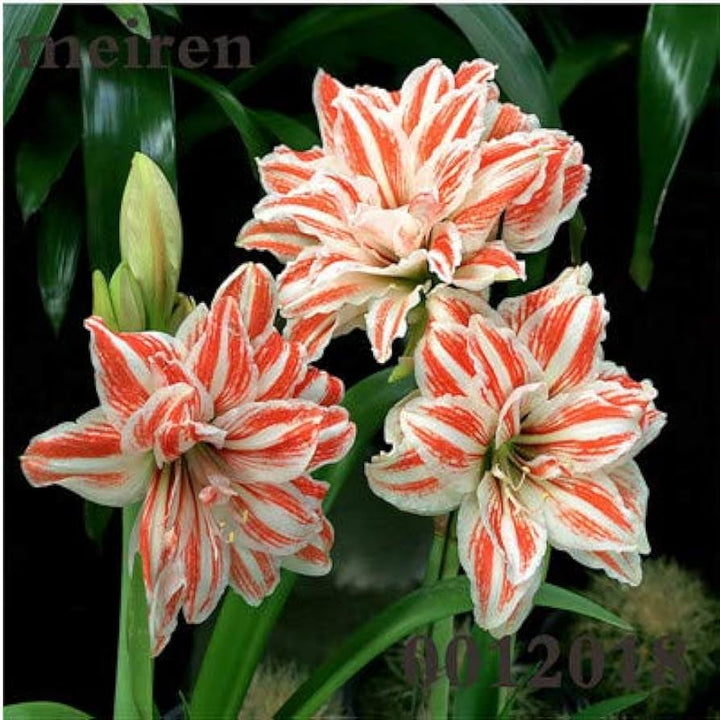 White Orange Amaryllis Barbados Seeds for Planting – Heirloom, Non-GMO, Long Bloom Organic Garden Seeds