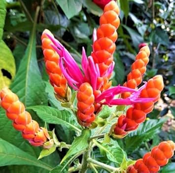 Flower Seeds, Seeds,Seeds For Planting,Plant Seeds